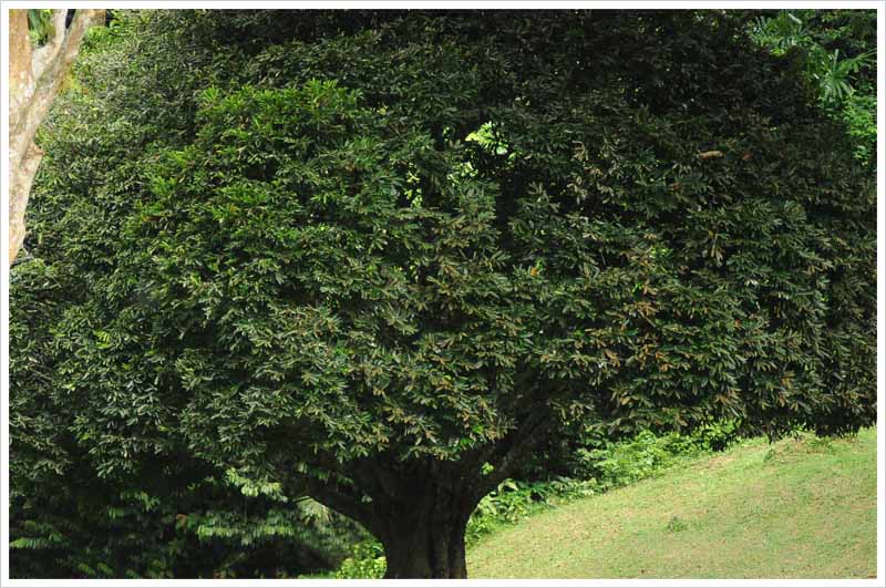 Pokok Pinang In English / Pokok pinang juga merupakan asal bagi nama