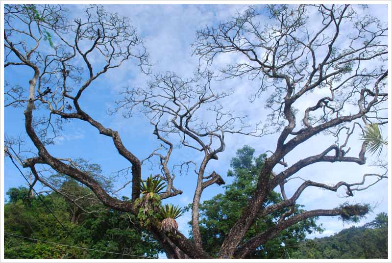 Pokok Pinang In English : Pokok pinang ei tegutse valdkondades kariibi